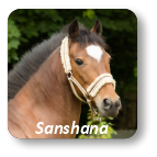 Sanshana Ponyhof Reinach