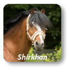 Shirkhan Ponyhof Reinach
